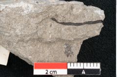 Foto (Detailansicht) von Ruppia pannonica Unger (NHMW-GEO-2024-0188-6665)